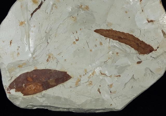 Myrica lignitum (UNGER 1847) & Daphnogene polymorpha ETTINGSHAUSEN 1851 - Bild © FossNet FossilienStore